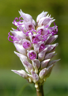 Einzelbild 8 Affen-Knabenkraut - Orchis simia