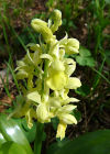 Einzelbild 6 Blasses Knabenkraut - Orchis pallens