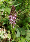 Einzelbild 6 Purpur-Knabenkraut - Orchis purpurea