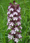 Einzelbild 8 Purpur-Knabenkraut - Orchis purpurea