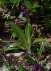 Einzelbild 1 Männliches Knabenkraut - Orchis mascula