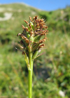 Einzelbild 7 Kugelorchis - Traunsteinera globosa