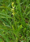 Einzelbild 6 Zwiebelorchis - Liparis loeselii
