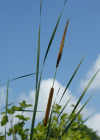 Einzelbild 5 Schmalblättriger Rohrkolben - Typha angustifolia