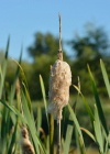 Einzelbild 5 Breitblättriger Rohrkolben - Typha latifolia