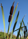 Einzelbild 7 Breitblättriger Rohrkolben - Typha latifolia