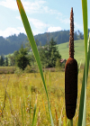 Einzelbild 8 Breitblättriger Rohrkolben - Typha latifolia