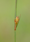 Einzelbild 6 Faden-Binse - Juncus filiformis