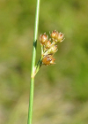 Einzelbild 7 Faden-Binse - Juncus filiformis