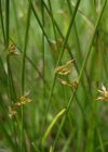 Einzelbild 8 Faden-Binse - Juncus filiformis