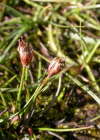 Einzelbild 5 Dreiblütige Binse - Juncus triglumis