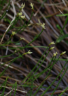 Einzelbild 6 Dreiblütige Binse - Juncus triglumis
