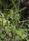 Einzelbild 5 Flatter-Binse - Juncus effusus