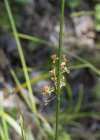 Einzelbild 6 Flatter-Binse - Juncus effusus