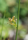Einzelbild 8 Flatter-Binse - Juncus effusus