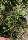 Einzelbild 5 Zusammengedrückte Binse - Juncus compressus
