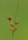 Einzelbild 6 Zusammengedrückte Binse - Juncus compressus
