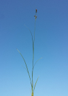 Einzelbild 8 Zusammengedrückte Binse - Juncus compressus