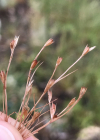 Einzelbild 5 Kröten-Binse - Juncus bufonius