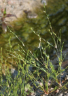 Einzelbild 7 Kröten-Binse - Juncus bufonius