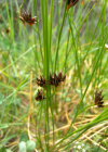 Einzelbild 4 Jacquins Binse - Juncus jacquinii