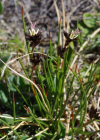 Einzelbild 6 Jacquins Binse - Juncus jacquinii