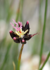 Einzelbild 8 Jacquins Binse - Juncus jacquinii