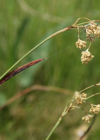 Einzelbild 8 Gelbe Hainsimse - Luzula lutea
