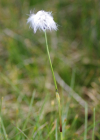 Einzelbild 8 Scheiden-Wollgras - Eriophorum vaginatum