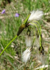 Einzelbild 5 Breitblättriges Wollgras - Eriophorum latifolium