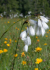 Einzelbild 6 Breitblättriges Wollgras - Eriophorum latifolium
