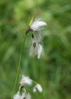 Einzelbild 7 Breitblättriges Wollgras - Eriophorum latifolium
