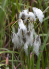 Einzelbild 5 Schmalblättriges Wollgras - Eriophorum angustifolium