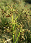 Einzelbild 5 Waldbinse - Scirpus sylvaticus