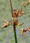 Einzelbild 3 See-Flechtbinse - Schoenoplectus lacustris