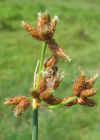 Einzelbild 6 See-Flechtbinse - Schoenoplectus lacustris