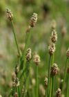 Einzelbild 5 Gewöhnliche Sumpfbinse - Eleocharis palustris