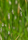 Einzelbild 6 Gewöhnliche Sumpfbinse - Eleocharis palustris