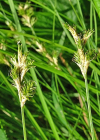 Einzelbild 7 Hasenpfoten-Segge - Carex leporina