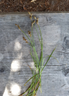 Einzelbild 8 Hasenpfoten-Segge - Carex leporina
