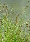 Einzelbild 7 Igelfrüchtige Segge - Carex echinata