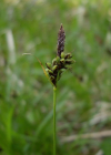 Einzelbild 6 Berg-Segge - Carex montana