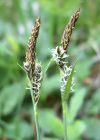 Einzelbild 7 Berg-Segge - Carex montana