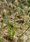 Einzelbild 8 Berg-Segge - Carex montana