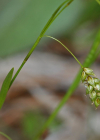Einzelbild 3 Haarstielige Segge - Carex capillaris