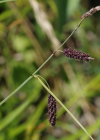 Einzelbild 4 Schlaffe Segge - Carex flacca
