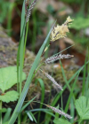 Einzelbild 5 Schlaffe Segge - Carex flacca