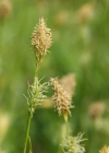 Einzelbild 5 Glanz-Segge - Carex liparocarpos