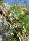 Einzelbild 6 Immergrüne Segge - Carex sempervirens
