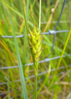 Einzelbild 5 Behaarte Segge - Carex hirta
